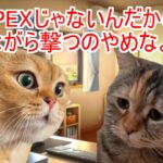 VALORANT初心者の日常【猫ミーム】 #猫ミーム  #猫マニ #memes