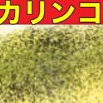 通常勢暇人【荒野行動】1658PC版「荒野の光」「荒野にカエル」「荒野GOGOFES」