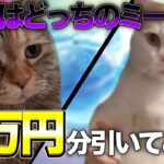 【荒野行動】 ガチャ動画を猫ミームで実況してみた!!