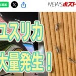 万博「ギャー」悲鳴発生！【夜の部】やらないか！【荒野行動】2045PC版「荒野の光」 #荒野行動 #荒野組