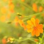 【荒野行動】生配信での出来事　#荒野　#ゲーム配信　#ゲーム実況
