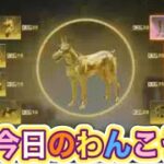 【最速】#ペニンシュラ大脱走「ペット揃う！」【荒野行動】PC版『KNIVES OUT』「荒野の光」　#荒野行動