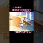 #荒野釣り大会 全釣り場､全種類コンプリート✨️金のサメでランクインがしたい!!この後も頑張ります🎣 #荒野行動 #荒野行動エンジョイ勢