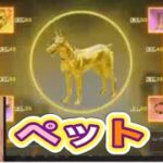 【夕方の部】【荒野行動】PC版『KNIVES OUT』「荒野の光」　#荒野行動